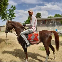 فروشی قیمت توافقی|اسب و تجهیزات اسب‌سواری|شیراز, حومه شیراز|دیوار
