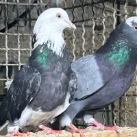 کبوتر پرشی اس|پرنده|قائم‌شهر, |دیوار