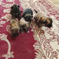 فروش توله کوتوله