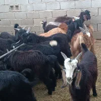 کهره نر