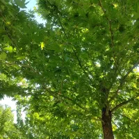 طبیعت گرد