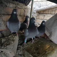 کفترپلاکی، شهری،طوقی ماده