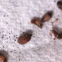 سمپاشی سوسک سم پاشی ساس باضمانت نامه کتبی|خدمات نظافت|تهران, نیروی هوایی (پیروزی)|دیوار