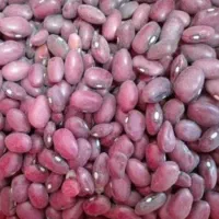 حراج لوبیا قرمز به مدت محدود