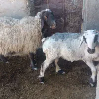 ۶ راس میش وبره|حیوانات مزرعه|کربال, |دیوار