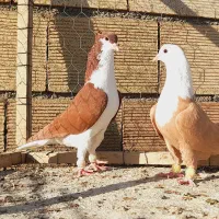 کلاغ کربلایی وساده سرخ کاکلی اس اس|پرنده|مشهد, انقلاب|دیوار