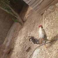 ۳تاخروس جوان