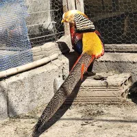 بلژیکی گلدین