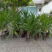 یوکا عمده ای
