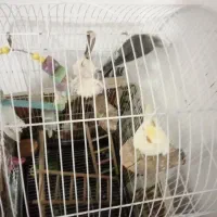 عروس هلندی یک جفت نر وماده