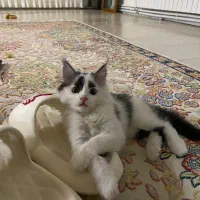 واگذاری گربه