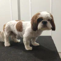 اصلاح و پیرایش حیوانات خانگی|خدمات آرایشگری و زیبایی|شاهین‌شهر, شهرک میلاد|دیوار