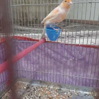 قناری چهار گل|پرنده|کوهدشت, |دیوار