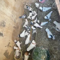 طوقی|پرنده|اصفهان, خواجو|دیوار