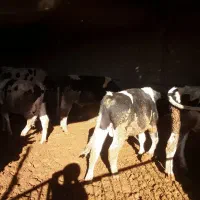 ۱۲ راس گوساله هلشتاین درجه یک|حیوانات مزرعه|شازند, |دیوار