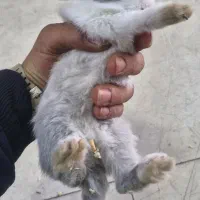 خرگوش  چشم شرابی|موش و خرگوش|شهریار, شهرک وائین|دیوار