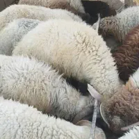 بره بومی پروار شده|حیوانات مزرعه|حمیدیا, |دیوار