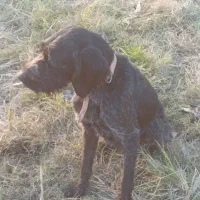 سگ شکاری وارداتی ماده|سگ|دابودشت, |دیوار