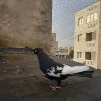 حراج تعدادی کبوتر نر و ماده خوب