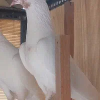 ۵۰طوق کبوتر پرش سنگین شمرونی نروماده عطیقه بهشرط