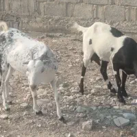 بزوپازن اوسن وبرخورده|حیوانات مزرعه|خورموج, |دیوار