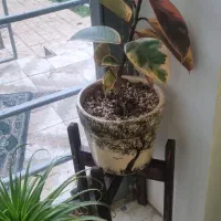 گل و گلدان و پایه