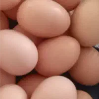 تخم مرغ نطفه دار