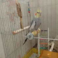 عروس هلندی نر سخنگو|پرنده|همدان, |دیوار