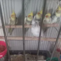 عروس هلندی|پرنده|آران و بیدگل, |دیوار