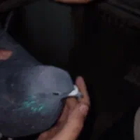 کفتر دمگیر و تهرانی وقناری|پرنده|مبارکه, |دیوار