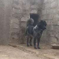 حیون سگ قهدرجونی خاکسری