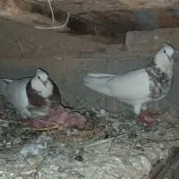 کبوترطوقیبی نظیر