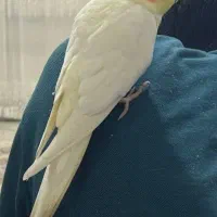 عروس هلندی و طوطی برزیلی گم شده