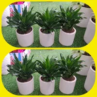 گل آپارتمانی