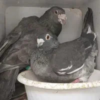 کبوترسرور-شامی-پلنگ-تهرونی-آرشینگل پلاکی