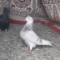 فروشی|پرنده|ساوه, |دیوار