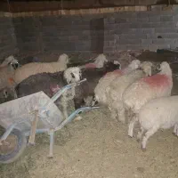 ده عدد گوسفند فروشی|حیوانات مزرعه|یزد, |دیوار