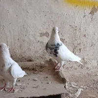طوقی|پرنده|خزل, |دیوار