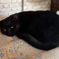 واگذاری گربه ای بالغ به همراه هفت بچه