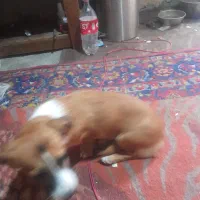 توله ۵ماهه ۸ماه