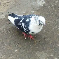 کبوتر پرشی|پرنده|ارومیه, |دیوار