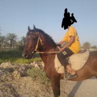 اسب|اسب و تجهیزات اسبسواری|شادگان, |دیوار