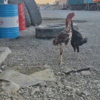 لاری افغان تاجمهر
