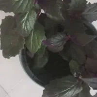 گل طبیعی ژینوار