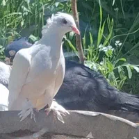 کبوتر سفید کاکل پاپر بزن