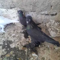 کبوتر