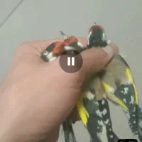 سهره کرمانی مست سری حال