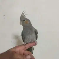 عروس هلندی گمشده