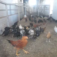 جوجه سه ماه گلپایگان