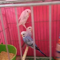 مرغ عشق انگیلیسی